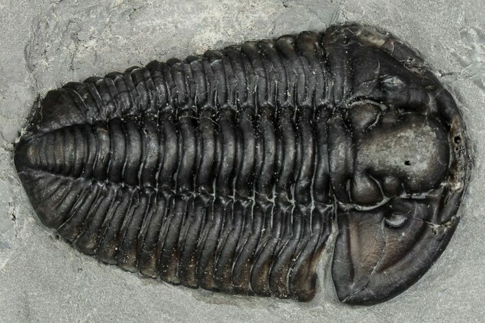 Calymene Niagarensis Trilobite Fossil - New York #357089